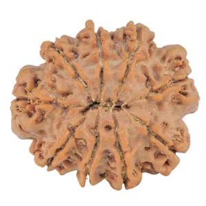 9 Mukhi Rudraksha 26.1mm 4.73gm - Rudraksha back