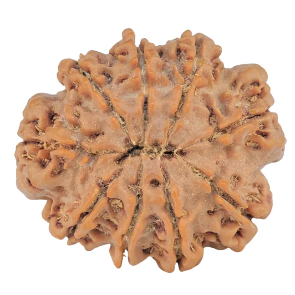 9 Mukhi Rudraksha 26.1mm 4.73gm - Rudraksha back