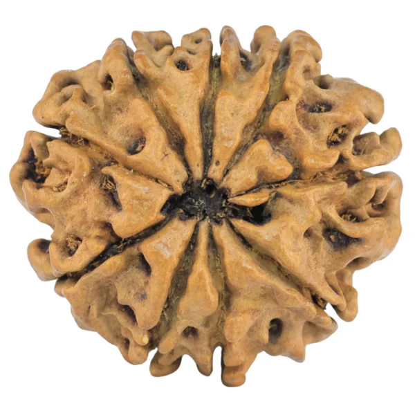 9 Mukhi Rudraksha 27.7mm 3.15gm - Rudraksha back