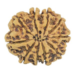 10 Mukhi Rudraksha 28.3mm 5.6gm - Rudraksha back