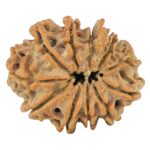 11 Mukhi Ganesh 21.2mm 2.1gm - Rudraksha back