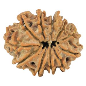 11 Mukhi Ganesh 21.2mm 2.1gm - Rudraksha back