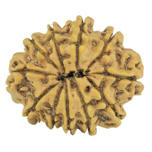 11 Mukhi Rudraksha 24.8mm 2.94gm - Rudraksha back