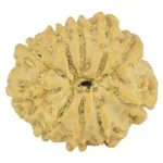 10 Mukhi Rudraksha 23.1mm 3.58gm - Rudraksha back