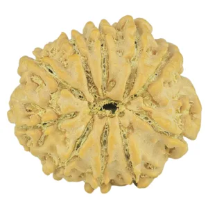 10 Mukhi Rudraksha 23.1mm 3.58gm - Rudraksha back