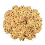11 Mukhi Ganesh 24.1mm 3.87gm - Rudraksha back