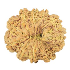 11 Mukhi Ganesh 24.1mm 3.87gm - Rudraksha back