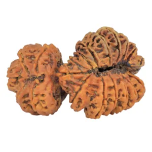 19 MK Gaurishankar 46.2mm 9.27gm - Rudraksha back