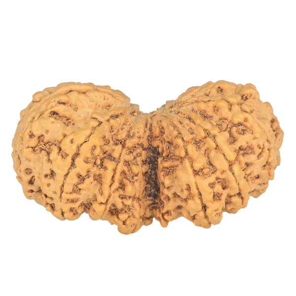 10 Mk Gaurishankar 39.8mm 8.83gm - Rudraksha back
