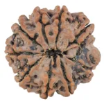9 Mukhi Rudraksha 25.9mm 6.32gm - Rudraksha back