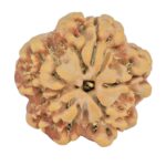 1MK(Underdeveloped) 24.6mm 4.82gm - Rudraksha back