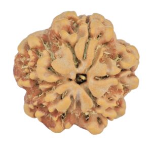 1MK(Underdeveloped) 24.6mm 4.82gm - Rudraksha back