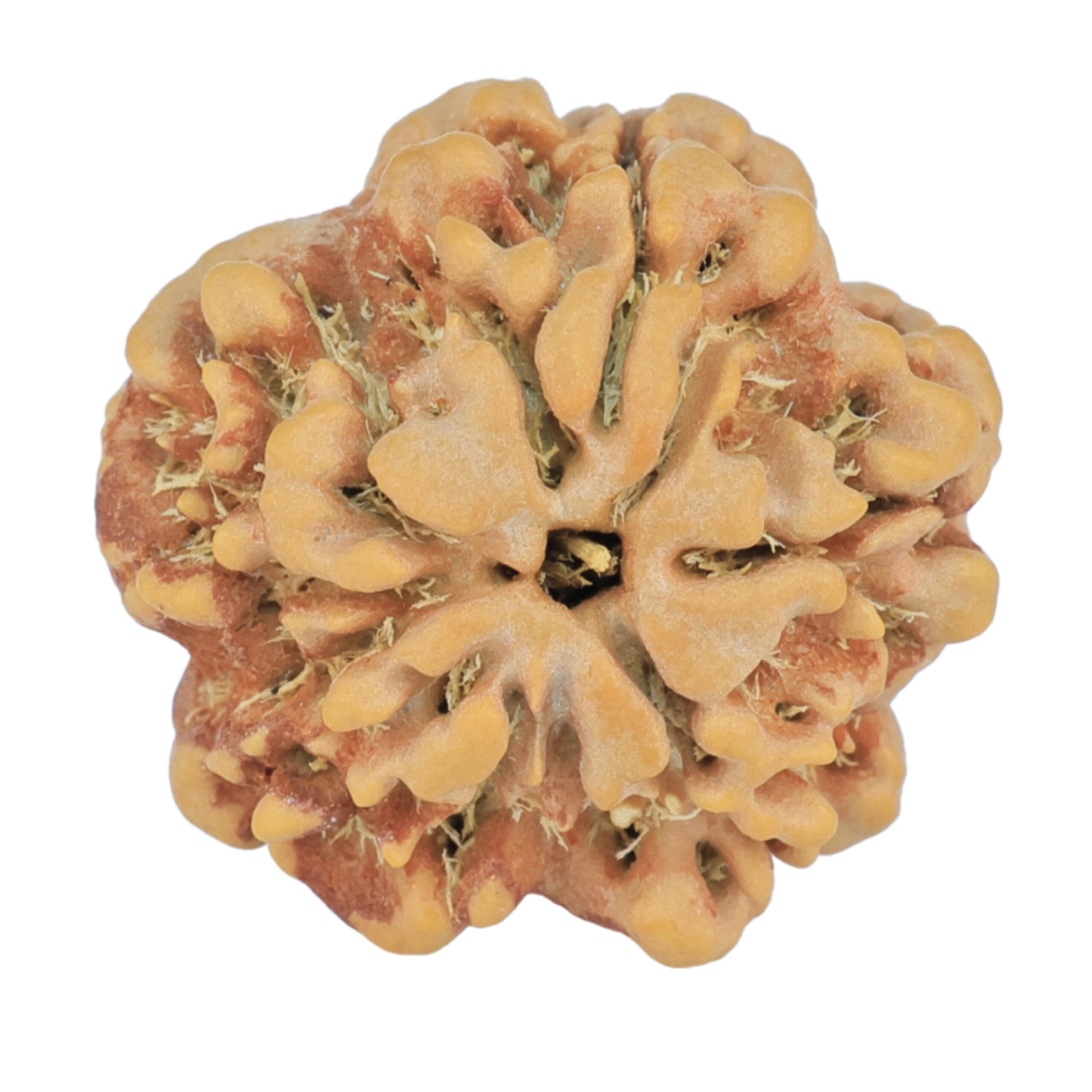 1MK(Underdeveloped) 24.6mm 4.82gm - Rudraksha back