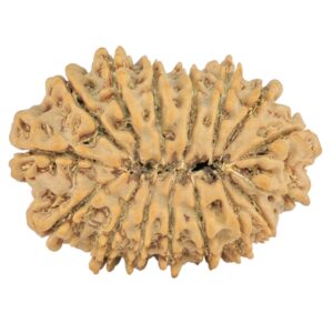 16 Mukhi Rudraksha 26.6mm 3.38gm - Rudraksha back