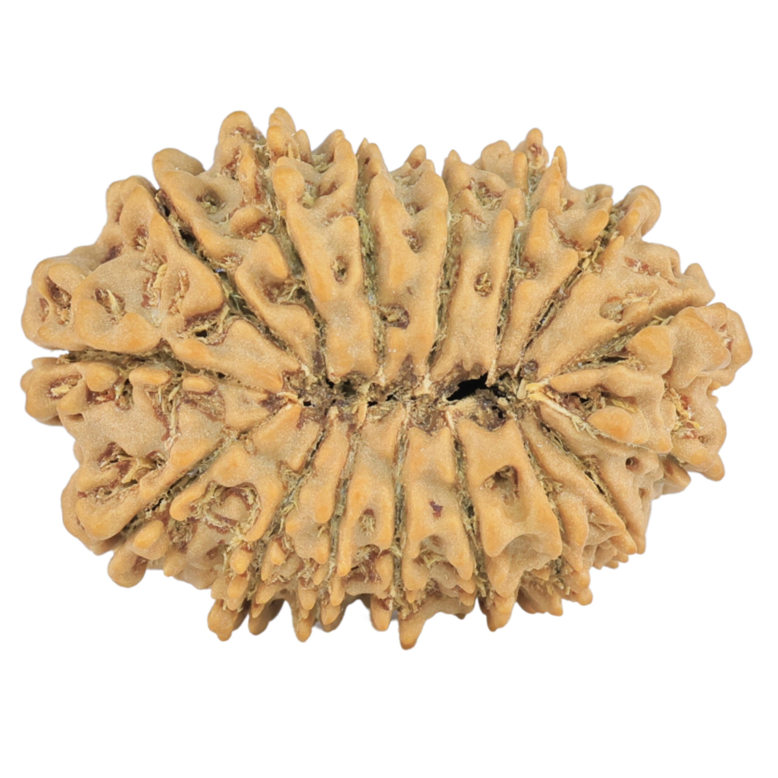 16 Mukhi Rudraksha 26.6mm 3.38gm - Rudraksha back