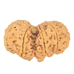 10 Mk Gaurishankar 43mm 11.33gm - Rudraksha back