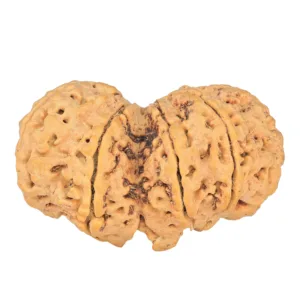 10 Mk Gaurishankar 43mm 11.33gm - Rudraksha back