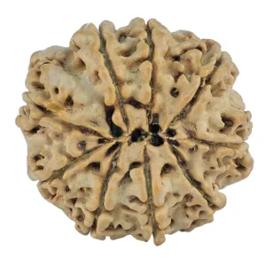 9 Mukhi Rudraksha 27.2mm 5gm - Rudraksha back