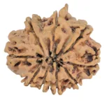 9 Mukhi Ganesh 23.9mm 3.06gm - Rudraksha back