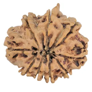 9 Mukhi Ganesh 23.9mm 3.06gm - Rudraksha back