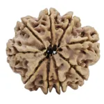 9 Mukhi Rudraksha 30.2mm 6.63gm - Rudraksha back
