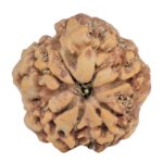 1MK(Underdeveloped) 23.7mm 4.57gm - Rudraksha back