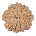 9 Mukhi Rudraksha 25.9mm 5.41gm - Rudraksha back