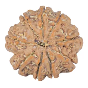 9 Mukhi Rudraksha 25.9mm 5.41gm - Rudraksha back