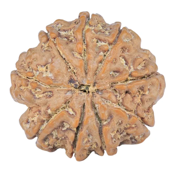 9 Mukhi Rudraksha 25.9mm 5.41gm - Rudraksha back