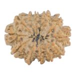 12 Mukhi Rudraksha 30.2mm 6.13gm - Rudraksha back