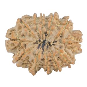 12 Mukhi Rudraksha 30.2mm 6.13gm - Rudraksha back