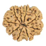 9 Mukhi Rudraksha 26.9mm 4.6gm - Rudraksha back
