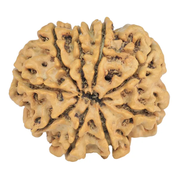 9 Mukhi Rudraksha 26.9mm 4.6gm - Rudraksha back
