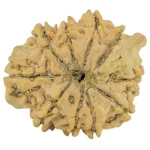 10 Mukhi Ganesh 26.4mm 4.74gm - Rudraksha back