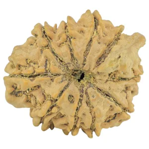 10 Mukhi Ganesh 26.4mm 4.74gm - Rudraksha back