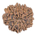 9 Mukhi Rudraksha 25.9mm 4.32gm - Rudraksha back