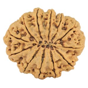 12 Mukhi Rudraksha 33.4mm 7.6gm - Rudraksha back