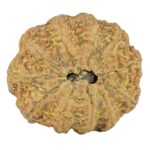 11 Mukhi Rudraksha 30.7mm 7.88gm - Rudraksha back