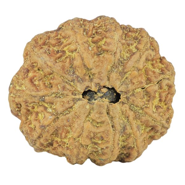 11 Mukhi Rudraksha 30.7mm 7.88gm - Rudraksha back