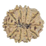 10 Mukhi Rudraksha 24.8mm 4gm - Rudraksha back