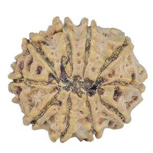 10 Mukhi Rudraksha 24.8mm 4gm - Rudraksha back