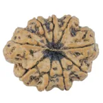 9 Mukhi Rudraksha 31.7mm 6.9gm - Rudraksha back