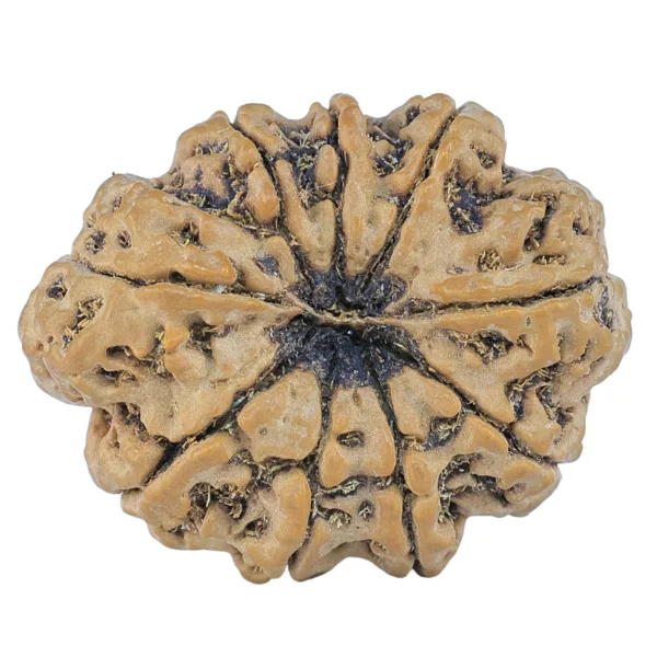 9 Mukhi Rudraksha 31.7mm 6.9gm - Rudraksha back