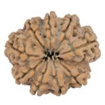 9 Mukhi Rudraksha 25.4mm 4.08gm - Rudraksha back