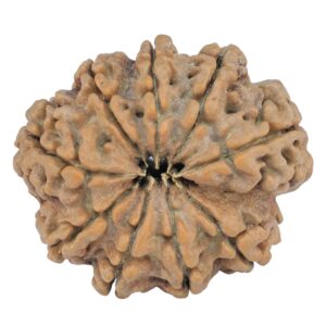 9 Mukhi Rudraksha 25.4mm 4.08gm - Rudraksha back