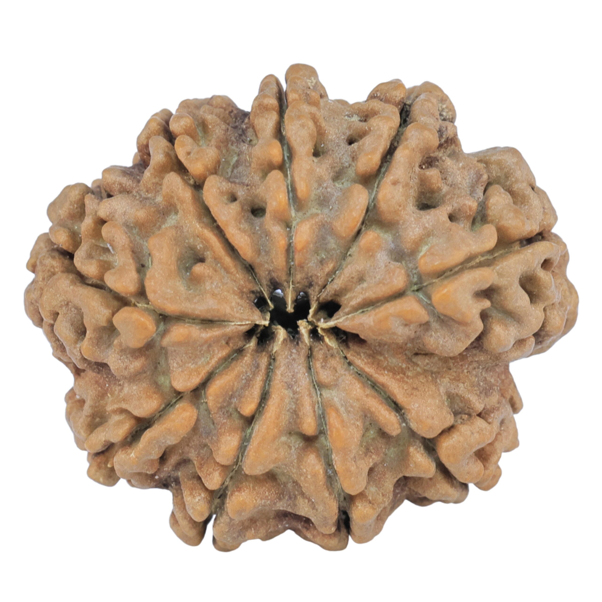 9 Mukhi Rudraksha 25.4mm 4.08gm - Rudraksha back