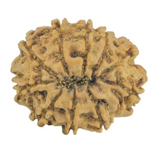 10 Mukhi Rudraksha 24.7mm 3.37gm - Rudraksha back
