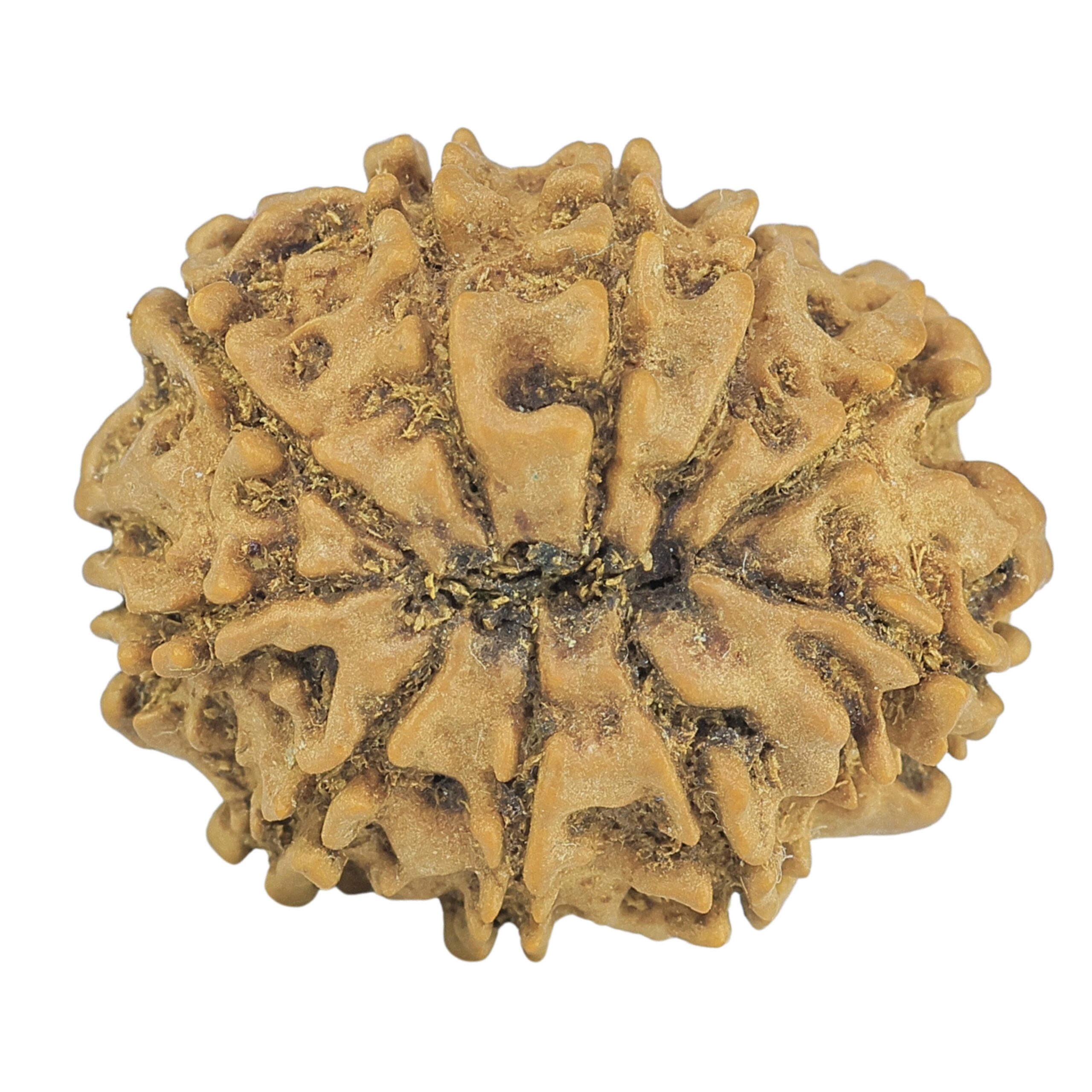 10 Mukhi Rudraksha 24.7mm 3.37gm - Rudraksha back