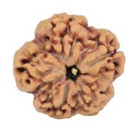 1MK(Underdeveloped) 22.8mm 3.89gm - Rudraksha back