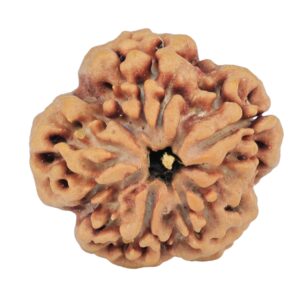 1MK(Underdeveloped) 22.8mm 3.89gm - Rudraksha back